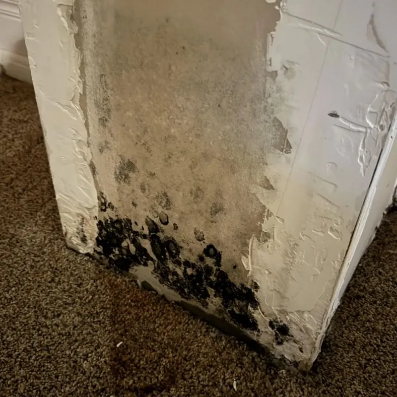 Professional Mold Removal in Marion, KS